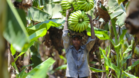 Британские учёные могут спасти бананы от страшной болезни